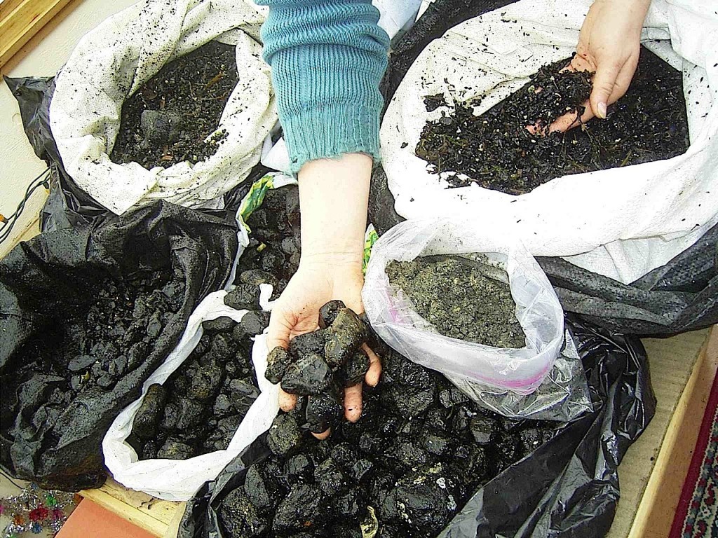 70 pounds of coal gathered from Welcome Beach in an hour  
