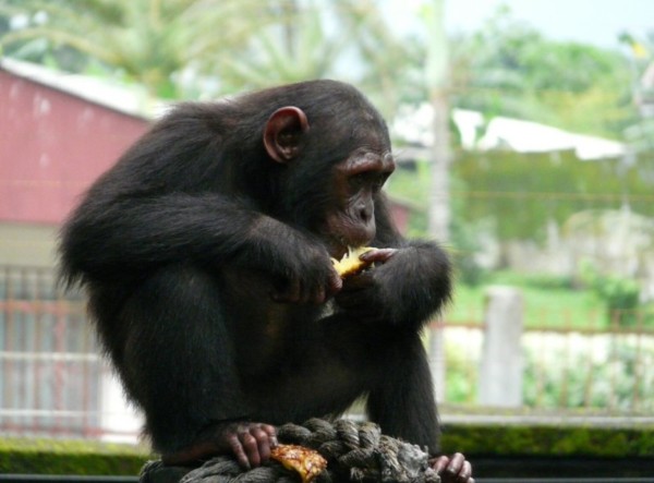Chimpanzee subspecies