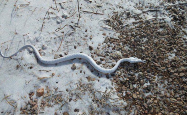 Snow snake Michigan