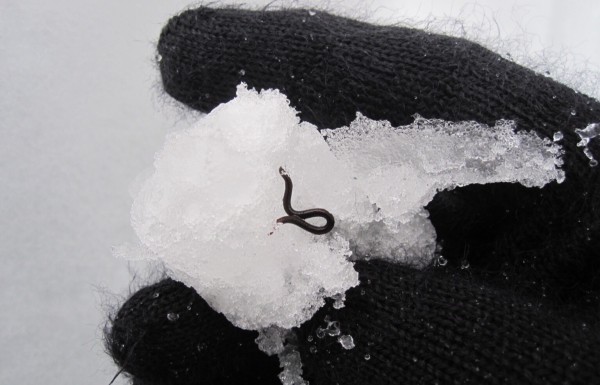 Ice worms