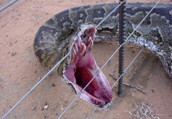 Snake on fence dead