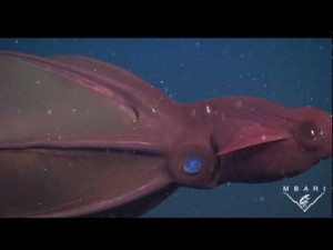 Vampire Squid, Deep Sea Squid Lives On Feces And Waste
