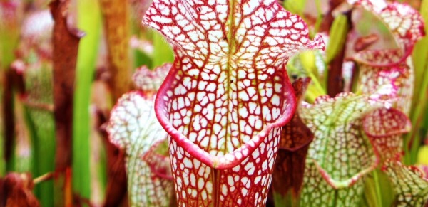 Pitcher plant