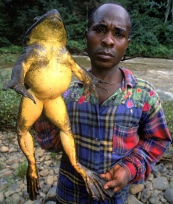 Goliath frog