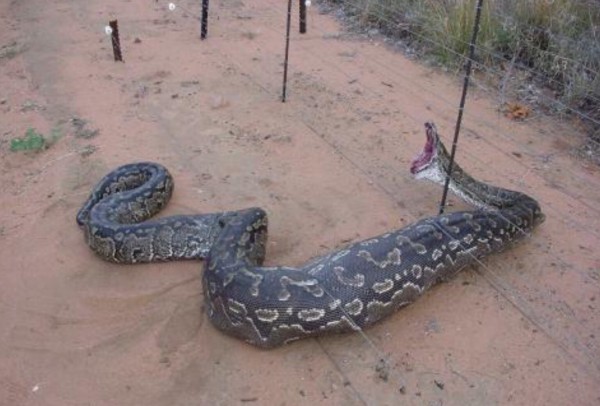 Dead snake on electric fence