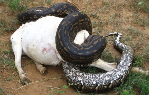 Rock Python eating