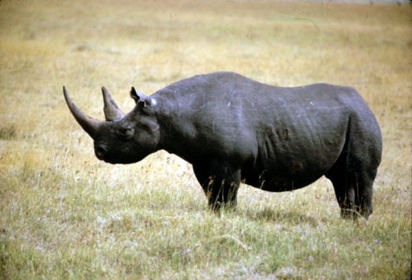 5 Animals That Have Gone Extinct In The Past 50 Years | PlanetSave
