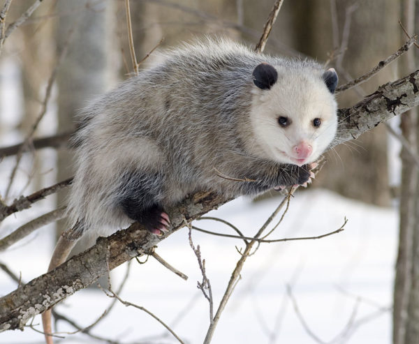 possum